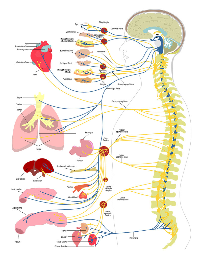 principled chiropractic care model used by Dr. Roshun Glover