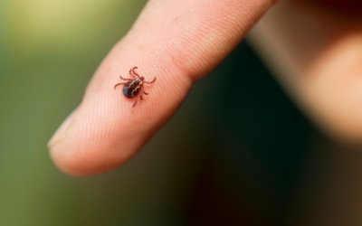 How Our Chiropractor Can Help With Chronic Lyme Disease