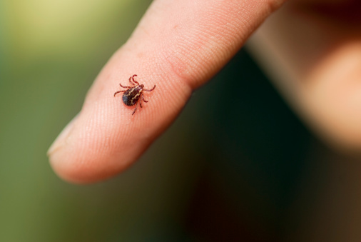 How Our Chiropractor Can Help With Chronic Lyme Disease